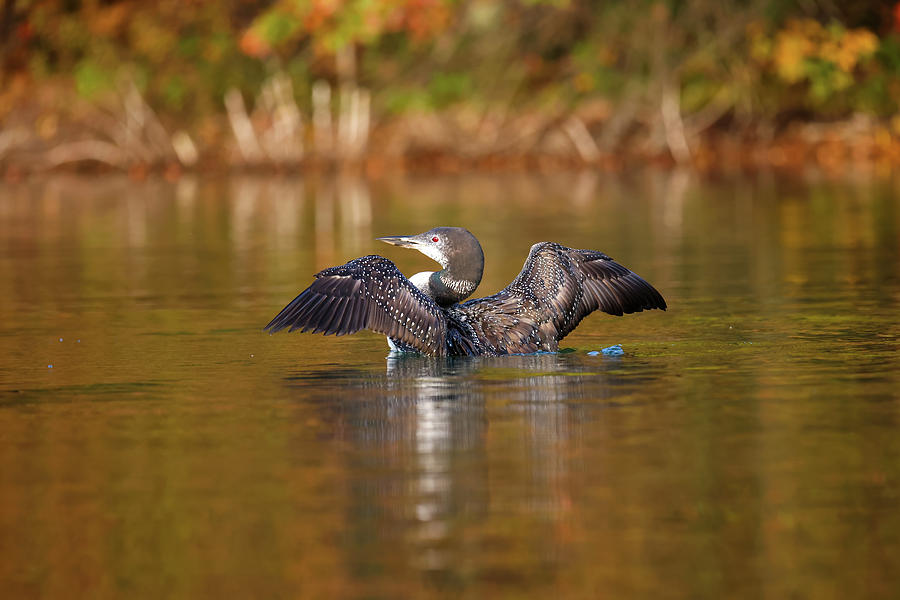 Autumn Loon Photograph by Brook Burling