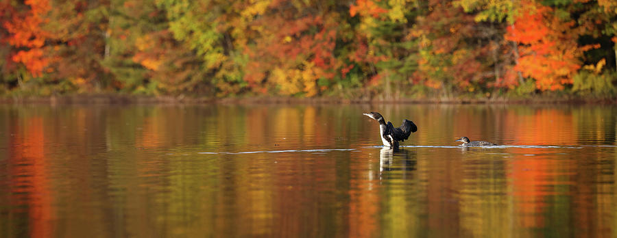 Autumn Loons PANO Photograph by Brook Burling