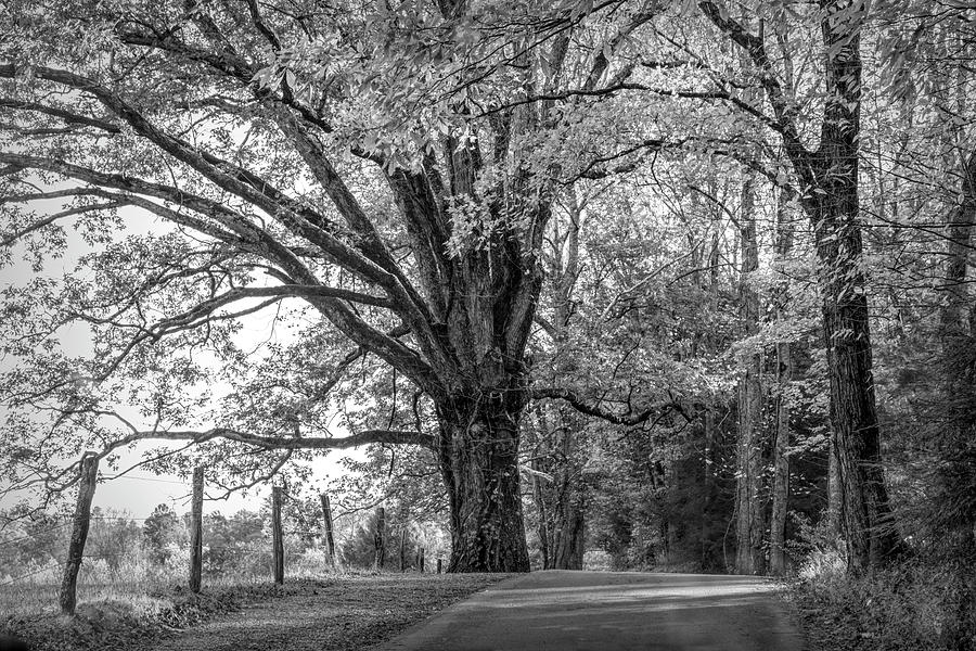Autumn Loop Black and White Photograph by Debra and Dave Vanderlaan