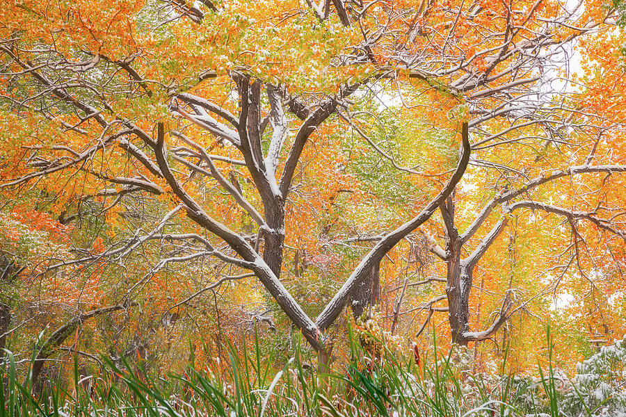 Fall Photograph - Autumn Love by Darren White