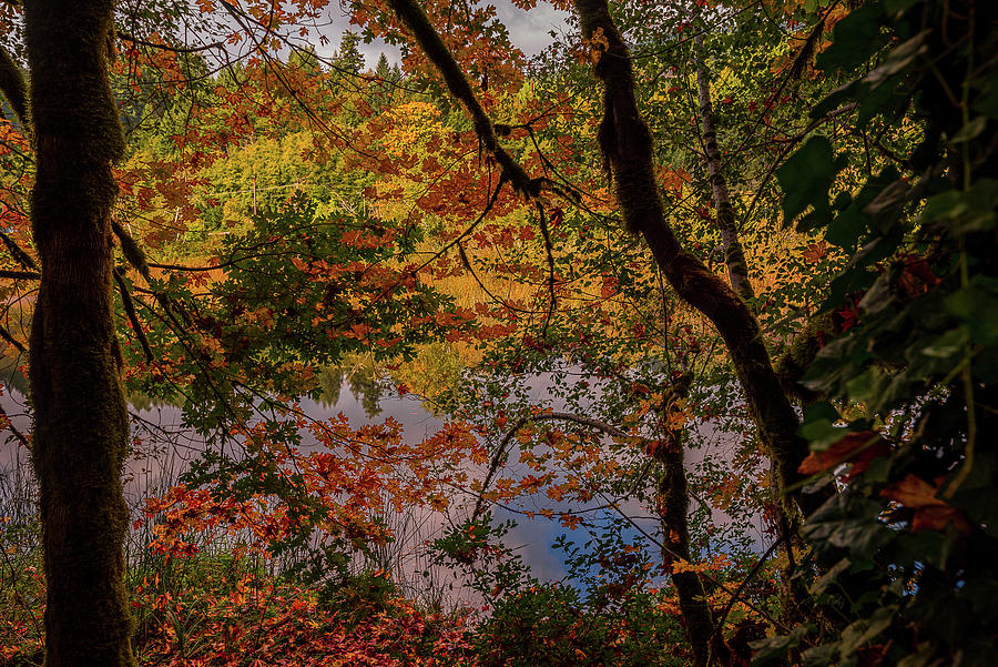 Autumn Magic Photograph by Bill Posner