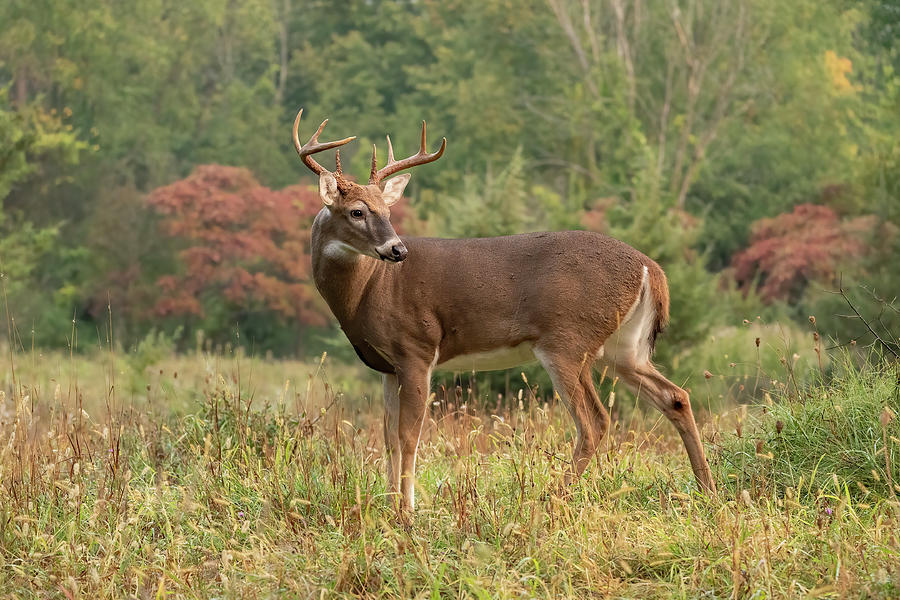 Autumn Majesty Photograph by Pat Eisenberger - Fine Art America