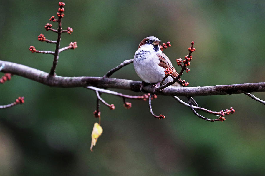 Autumn Male House Sparrow Photograph by Debbie Oppermann