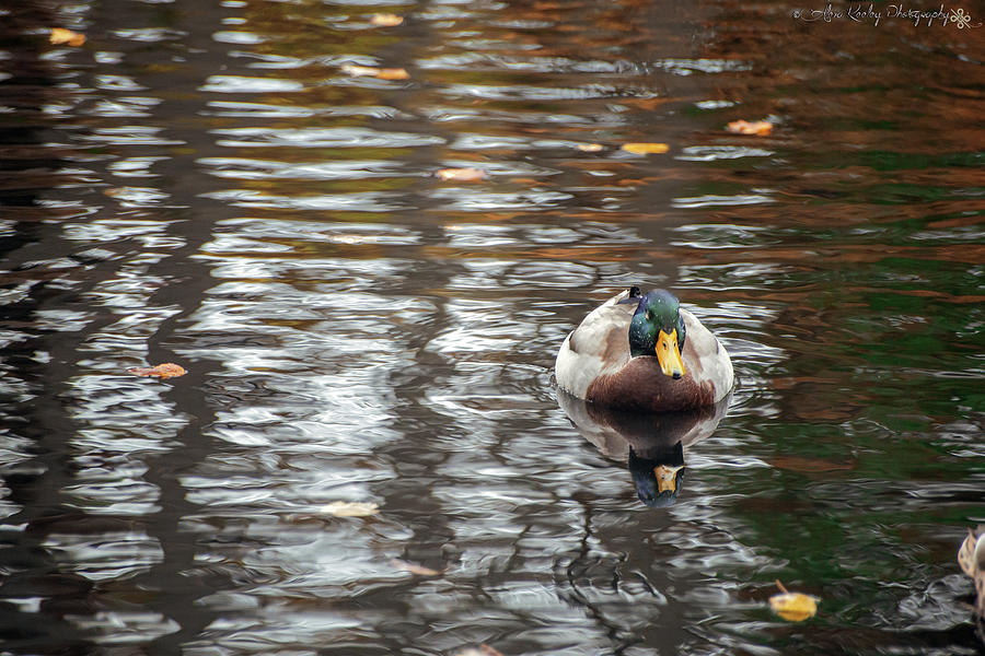 Autumn Mallard Reflection Photograph