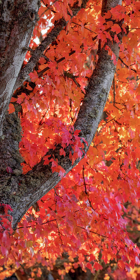 Autumn Maple Photograph by Catherine Avilez