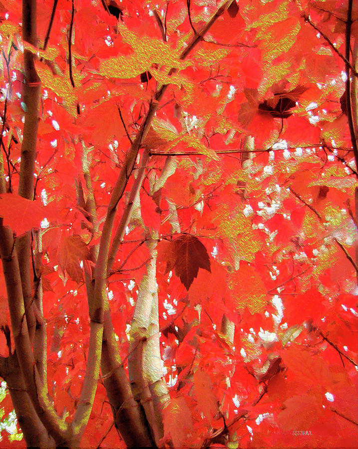 Autumn Maple Photograph by Kathy Bassett