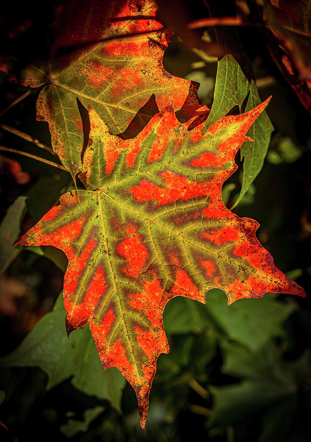 Autumn Maple leaf 2 Photograph by Lilia S