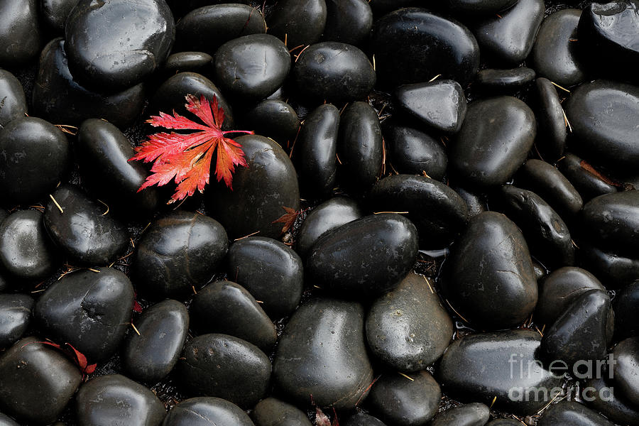 Autumn Maple Leaf and River Rocks at Portland Japanese Garden  Photograph by Tom Schwabel
