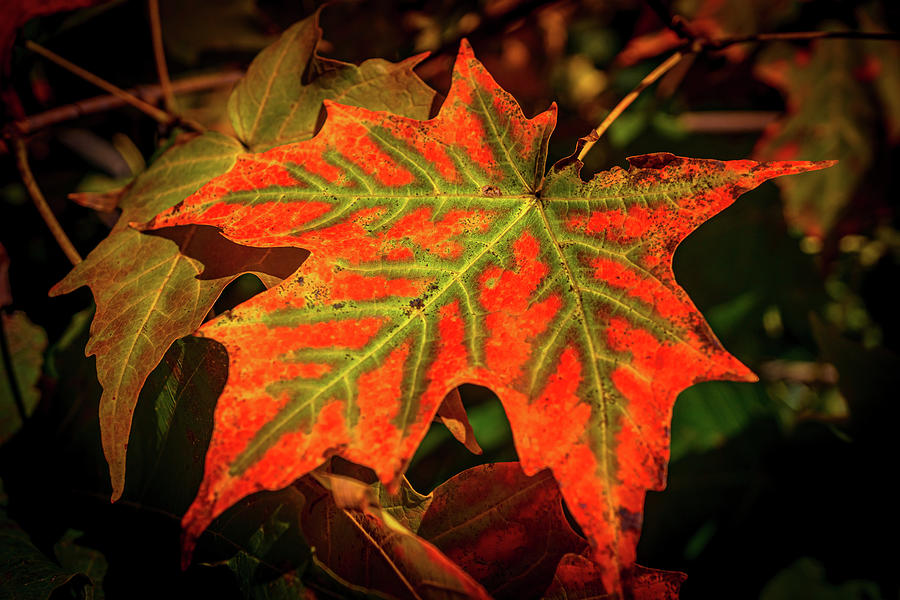 Autumn Maple leaf Photograph by Lilia S