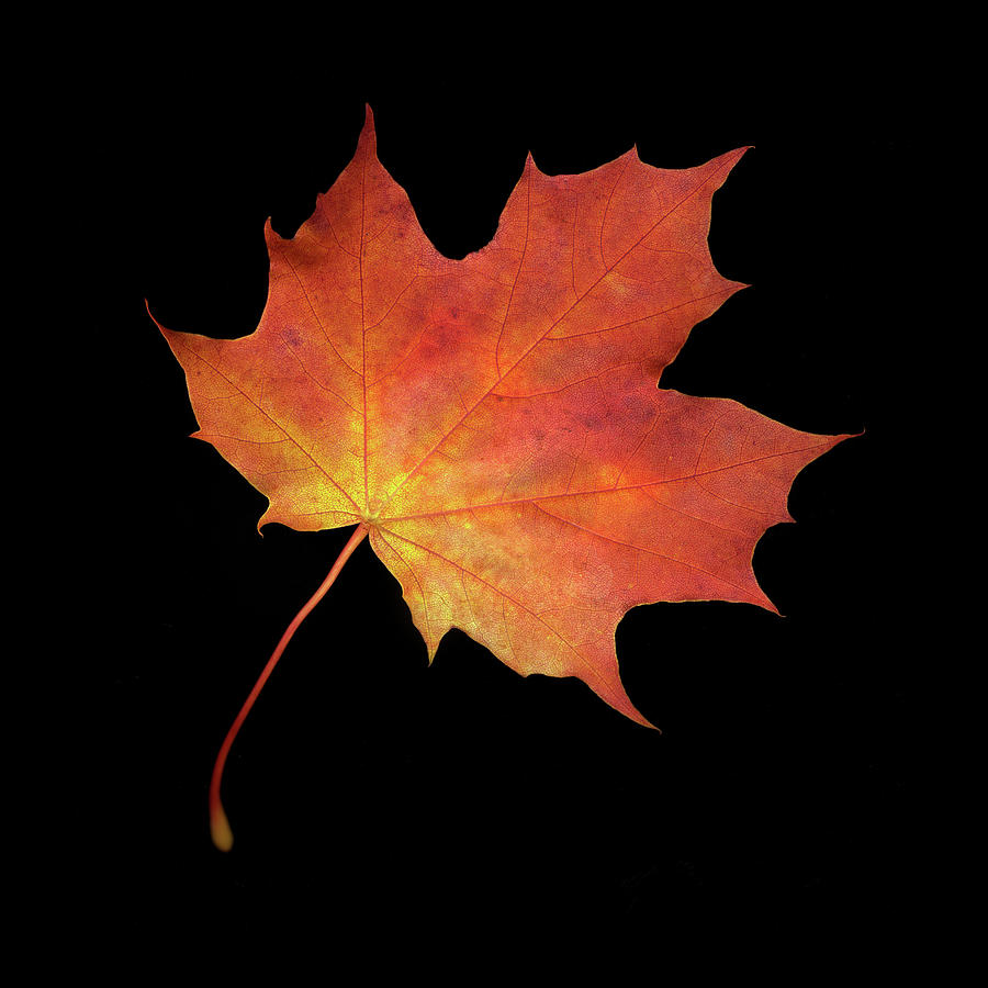 Autumn Maple Leaf Photograph by Robert Douglas