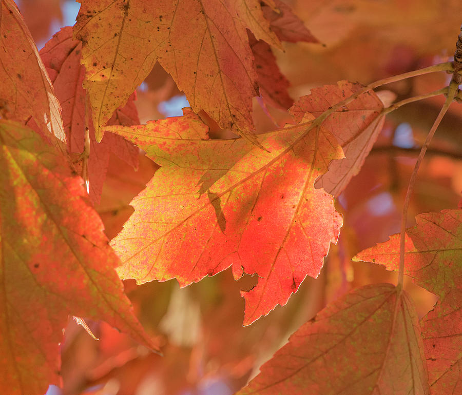 Fall Photograph - Autumn Maple Leaves by Phil And Karen Rispin