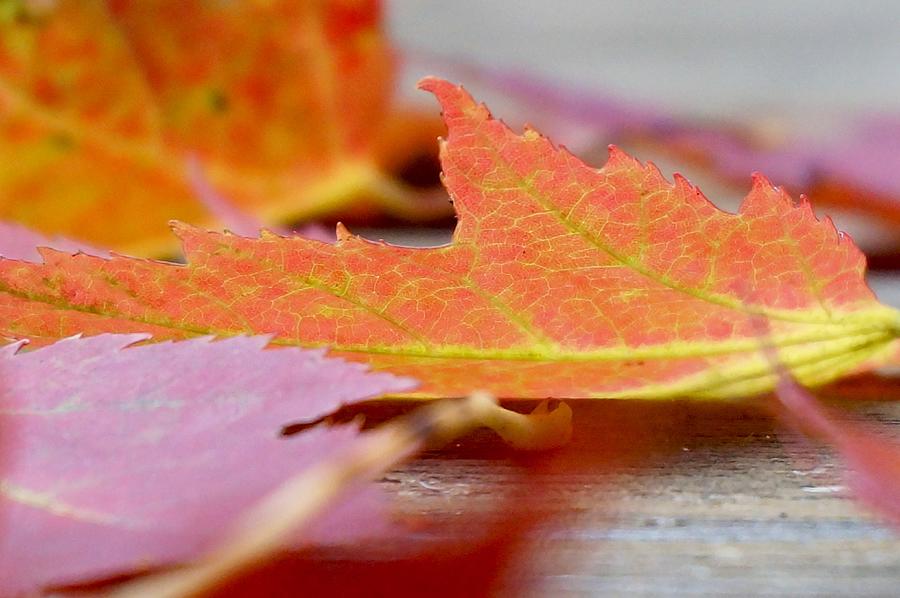 Autumn Maple Leaves Photograph by Michelle Mahnke