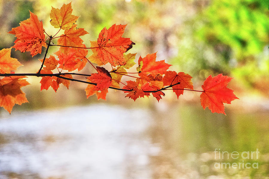 Autumn Maple Leaves Photograph