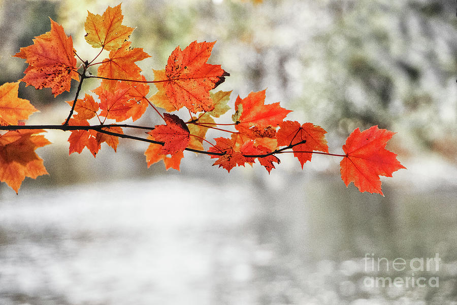 Autumn Maple Leaves - selective color Photograph by Robert Anastasi