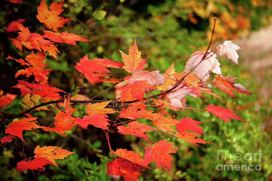 Autumn Maple Photograph by Rich S