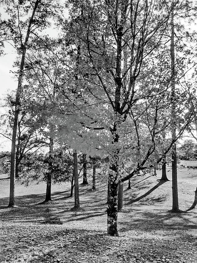 Autumn Maple Tree in Black and White Digital Art by Marian Bell - Pixels