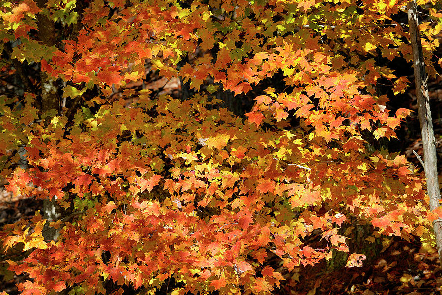 Autumn Maple Tree In Great Smoky Mountains Photograph