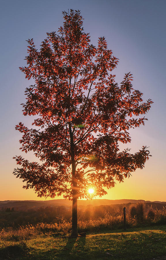 Autumn Maple Tree Sunset Photograph by Jason Fink