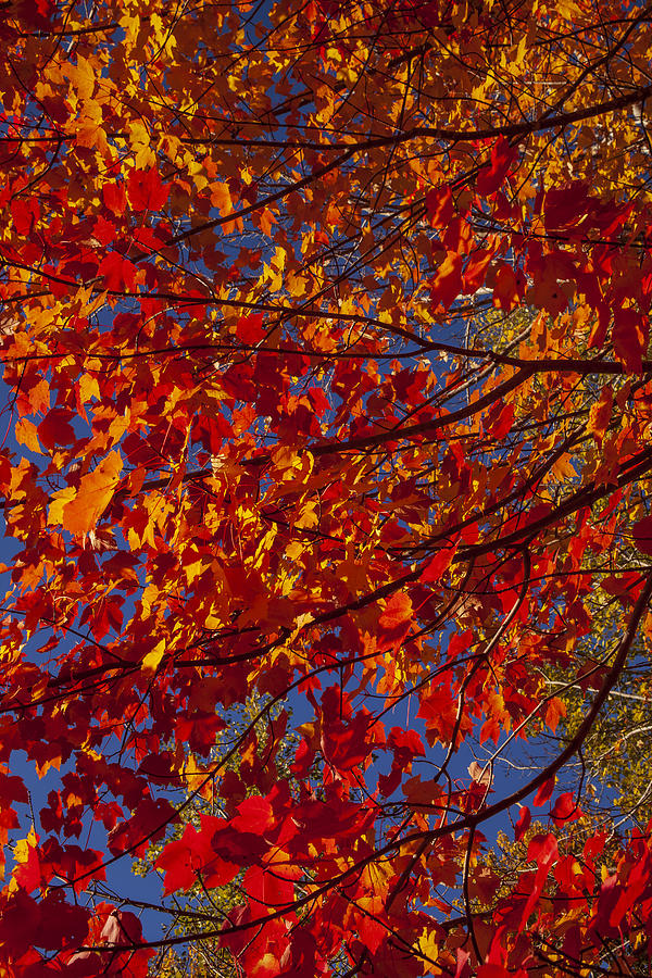 Autumn Maples Abstract Photograph by Irwin Barrett