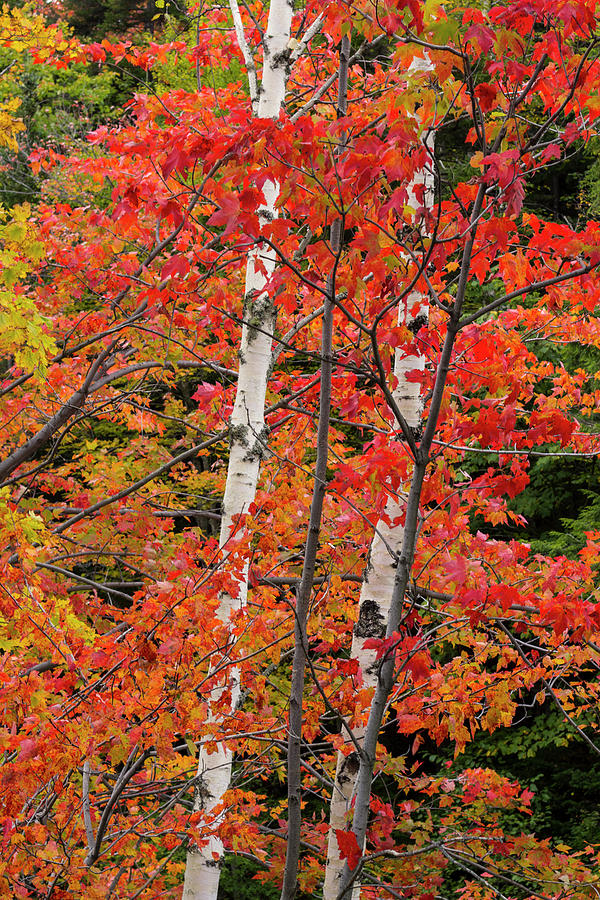 Autumn Maples and Birches Photograph by White Mountain Images