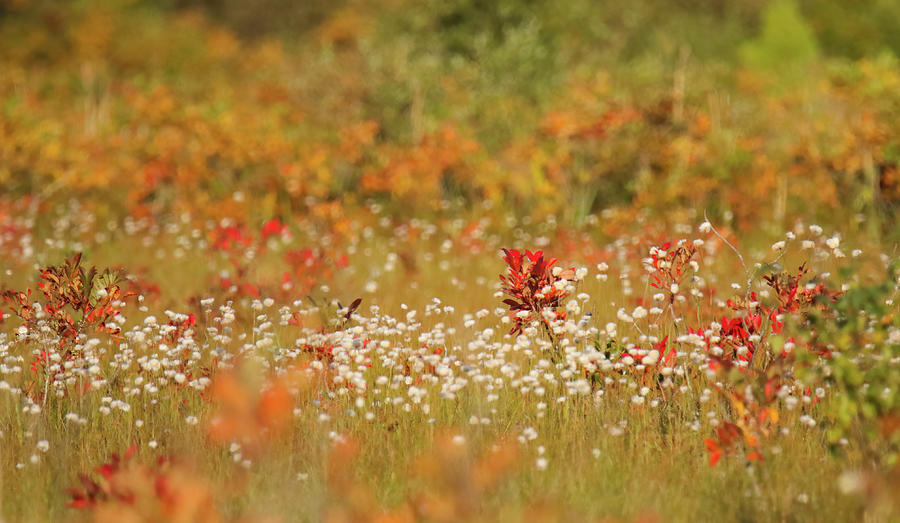 Autumn Marsh Photograph by Brook Burling