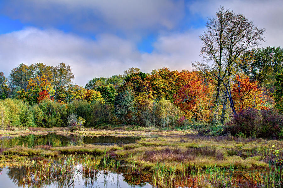 Autumn Marsh Photograph by David Patterson