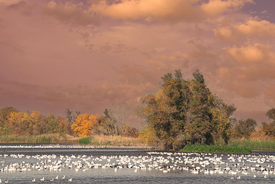 Autumn Marsh Photograph by Frank Wilson