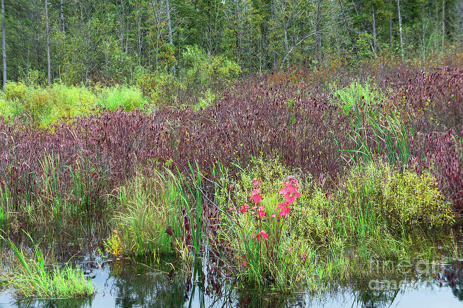 Autumn Marsh Photograph by Jill Greenaway