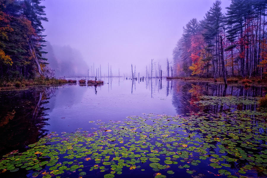 Autumn Marsh Mist. Photograph by Jeff Sinon