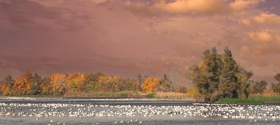 Autumn Marsh Panorama Photograph by Frank Wilson