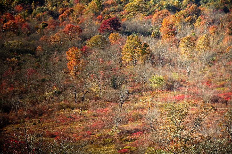 Autumn Memories Photograph by Allen Nice-Webb
