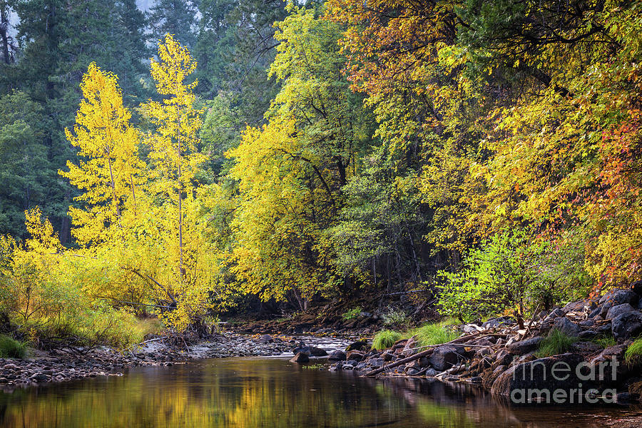 Autumn, Merced River Photograph by Anthony Michael Bonafede