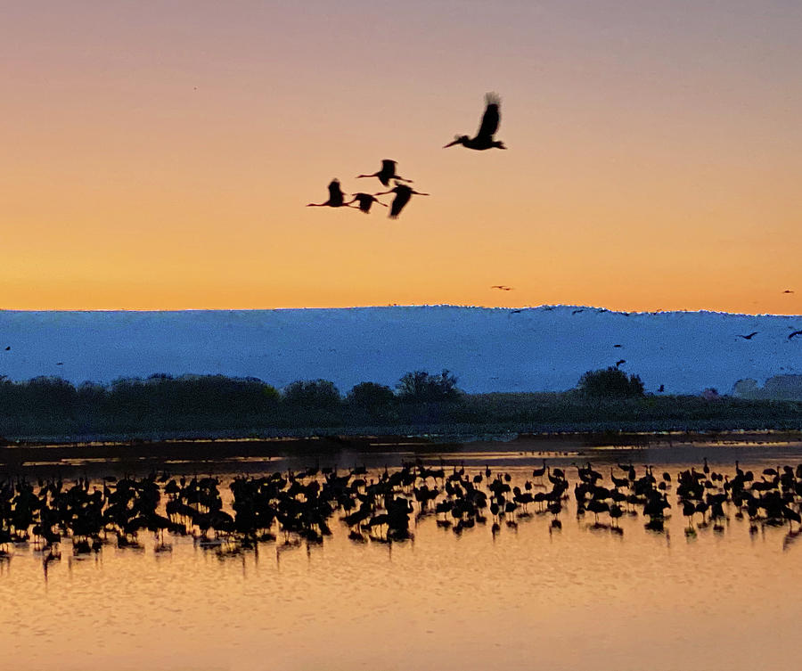 Autumn Migration of cranes and pelicans at Hula Lake Photograph by William Bitman