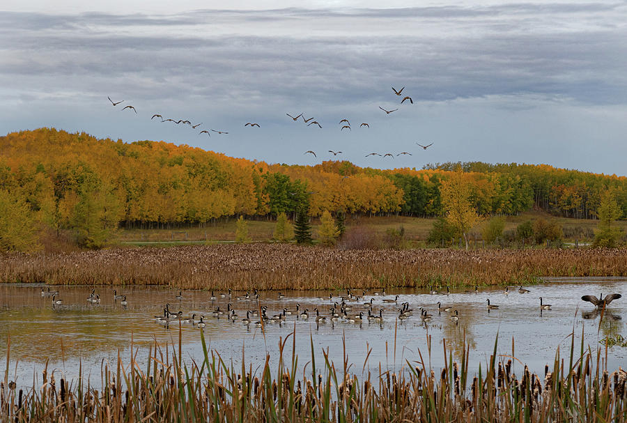 Fall Photograph - Autumn migration time by Phil And Karen Rispin
