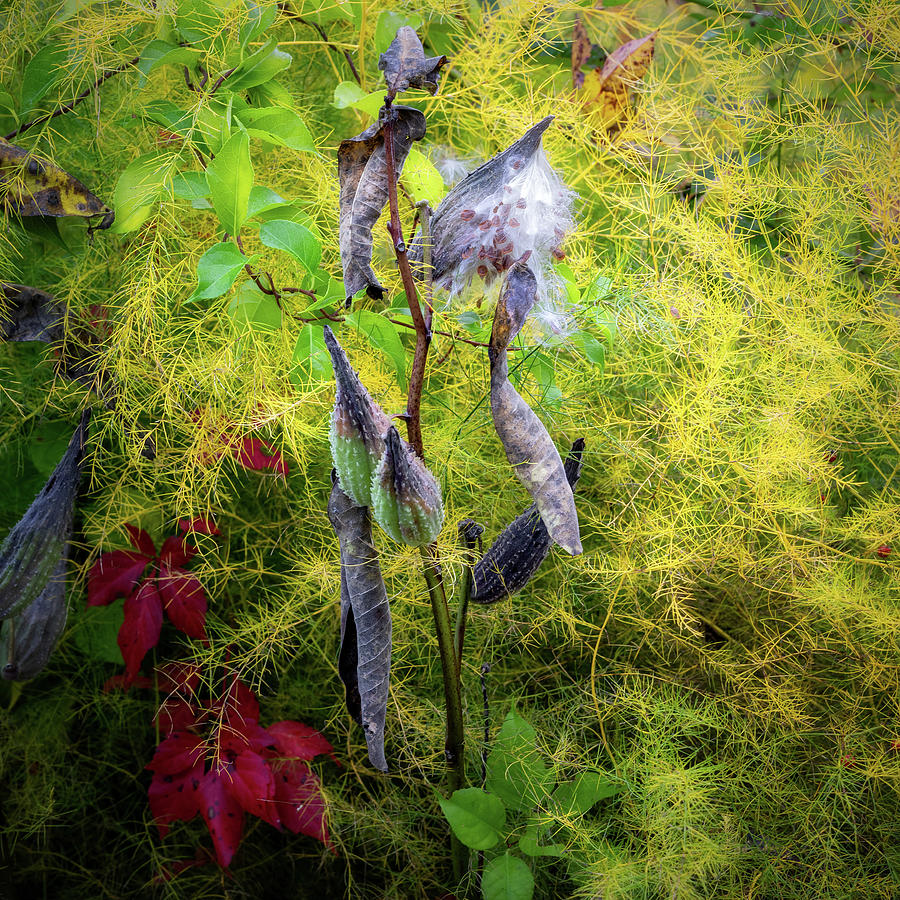 Autumn Milkweed Photograph by Bill Wakeley