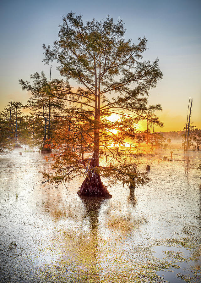 Autumn Mist And Cypress Trees Photograph