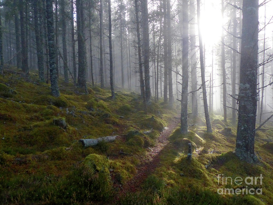 Autumn Mist Clearing in the Forest Photograph by Phil Banks