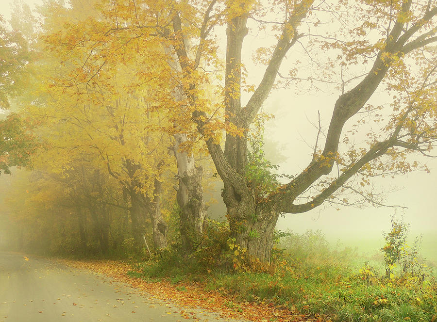 Autumn Mist Embraces Old Maple Row Photograph by Nancy Griswold