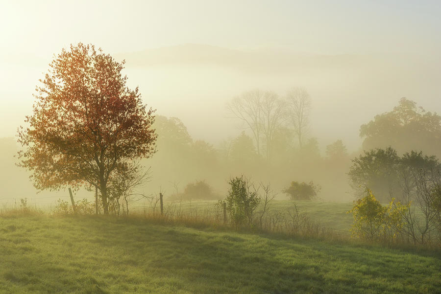 Autumn Mist Photograph by Kristen Wilkinson