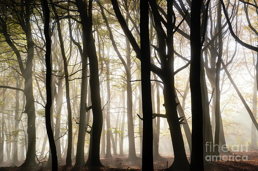 Autumn Mist Photograph by Tim Gainey