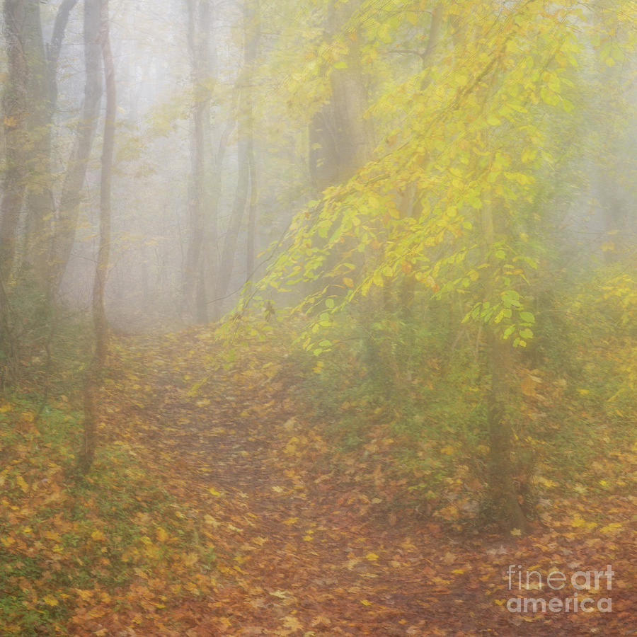 Autumn Mists Photograph by Janet Burdon