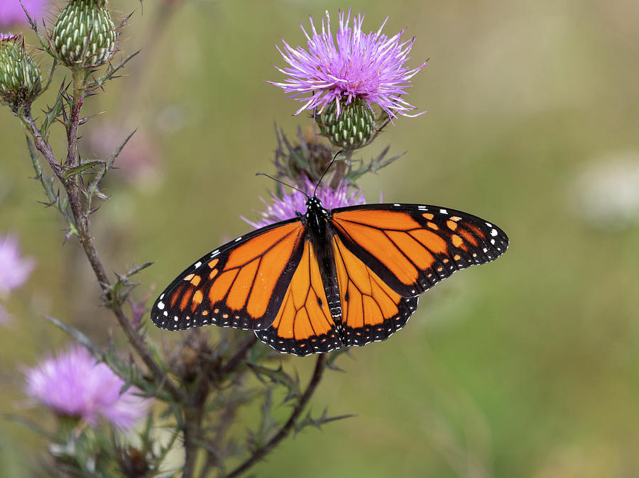 Autumn Monarch 2020 Photograph by Lara Ellis