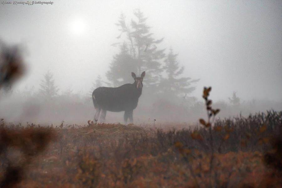 Autumn Moose Photograph