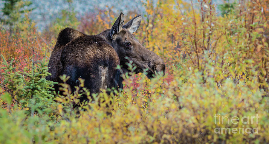 Denali National Park Photograph - Autumn Moose by Eva Lechner