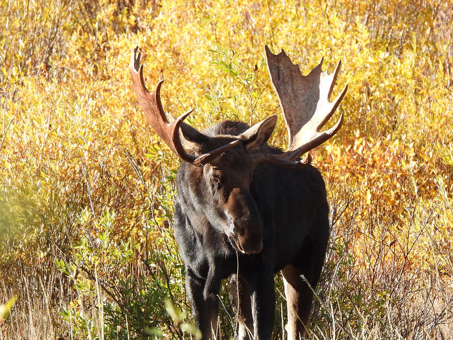 Autumn Moose Photograph by Nicole Belvill
