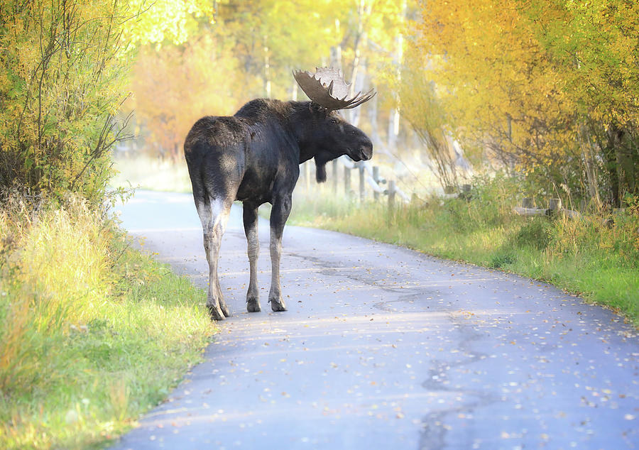 Autumn Moose On Moose Wilson Road Photograph by Dan Sproul
