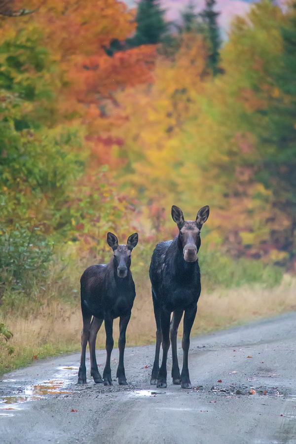 Autumn Moose Pair Photograph by White Mountain Images