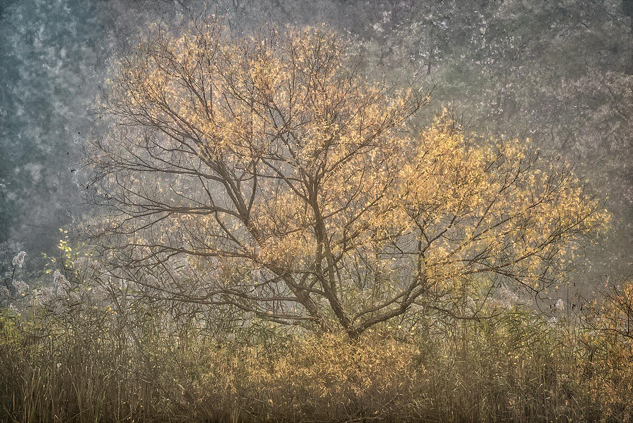 Autumn Morning 3 Photograph by Robert Fawcett
