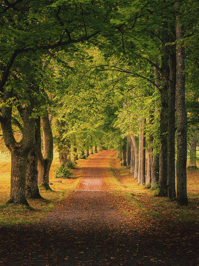 Fall Photograph - Autumn Morning Alley by Nicklas Gustafsson