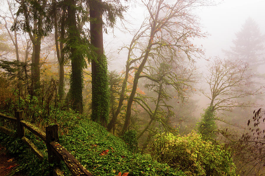 Autumn Morning and Fog Photograph by Aashish Vaidya